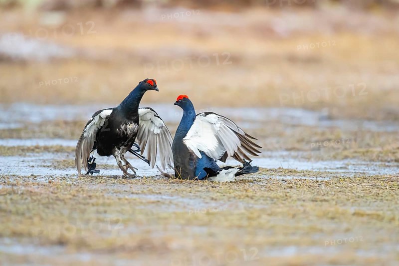Black Grouse