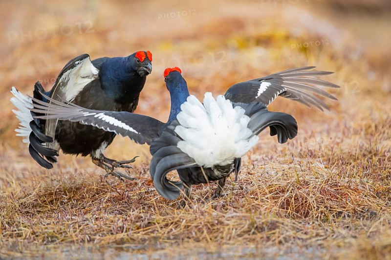 Black Grouse