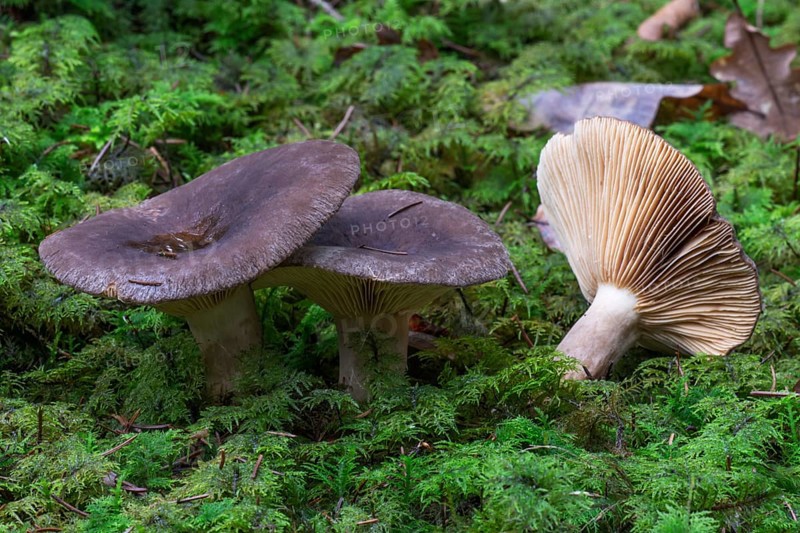 Russula acrifolia