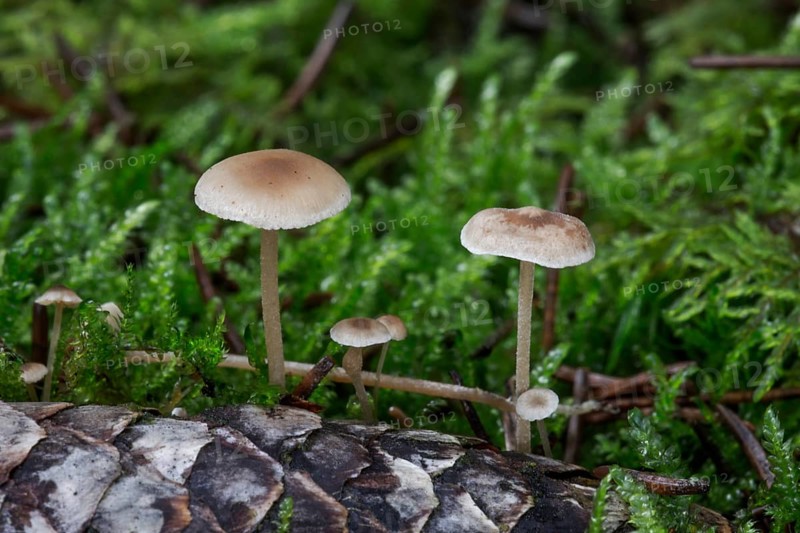 Conifer cone cap