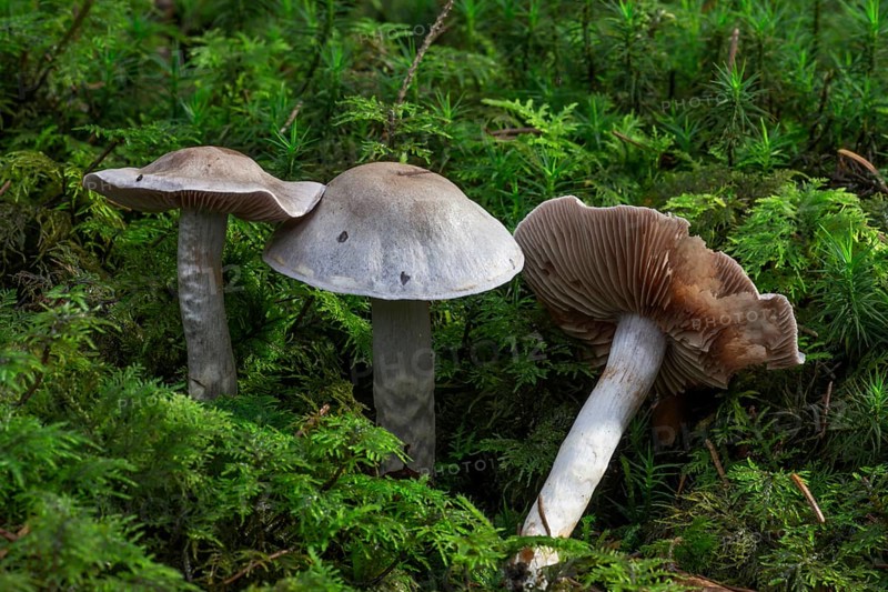 Hydrocybe