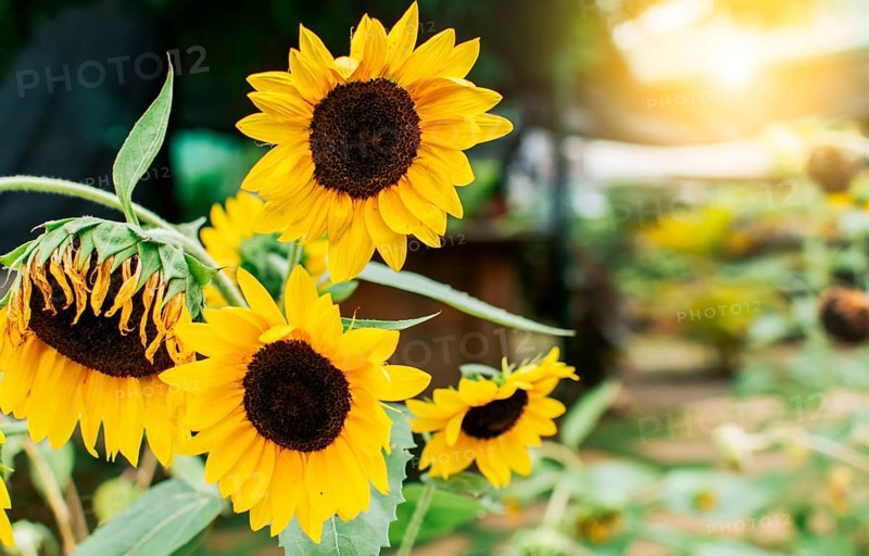 Four yellow sunflowers in a garden