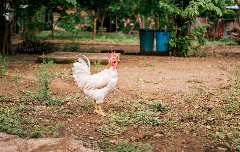 Beautiful purebred white choyin rooster in a yard