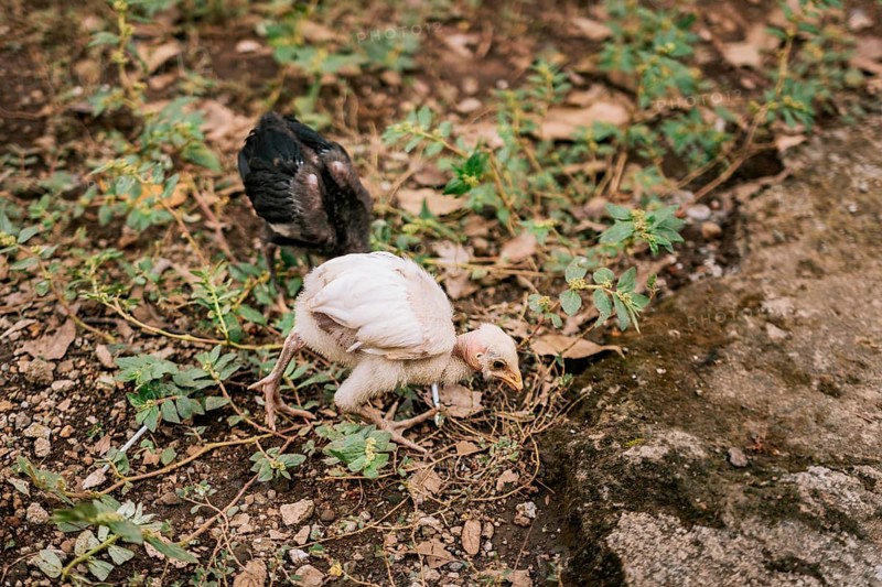 Two chicks in the yard looking for food