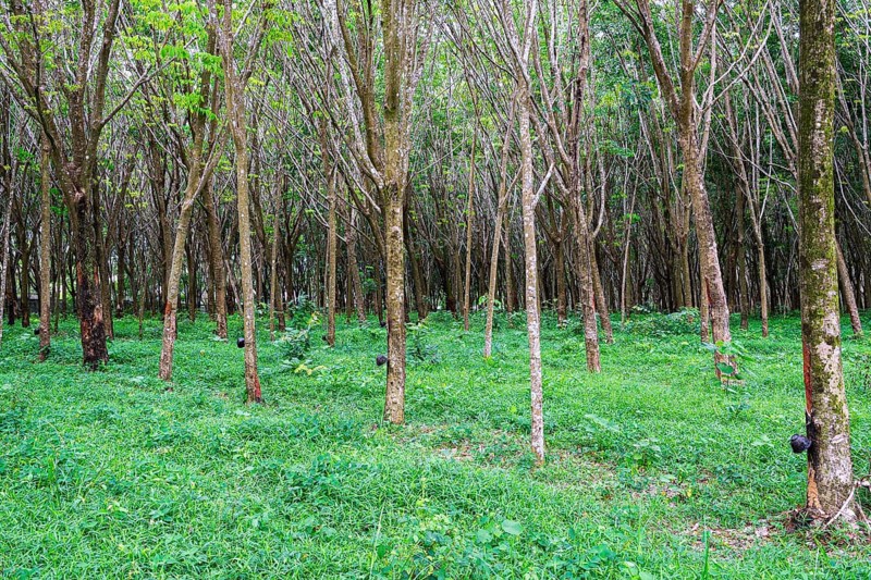 Rubber tree