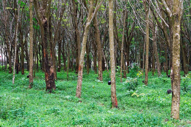 Rubber tree