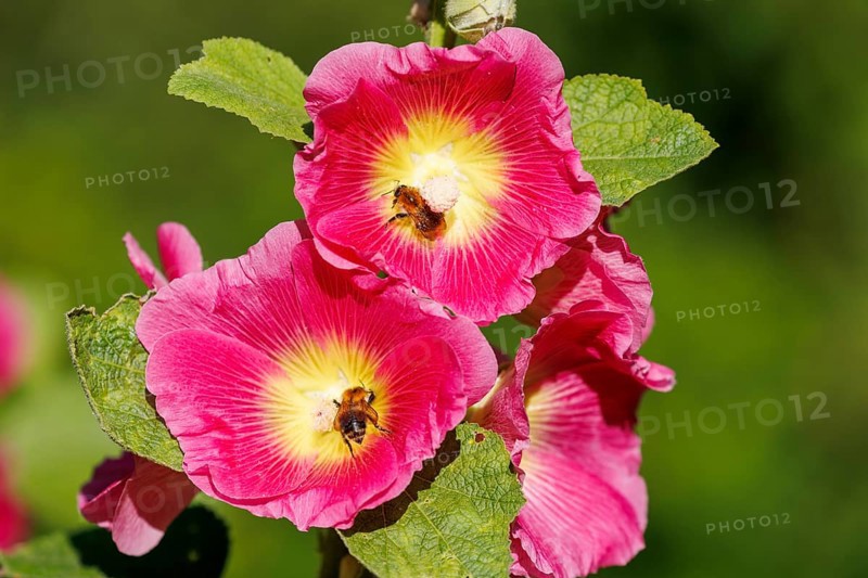 Common hollyhock