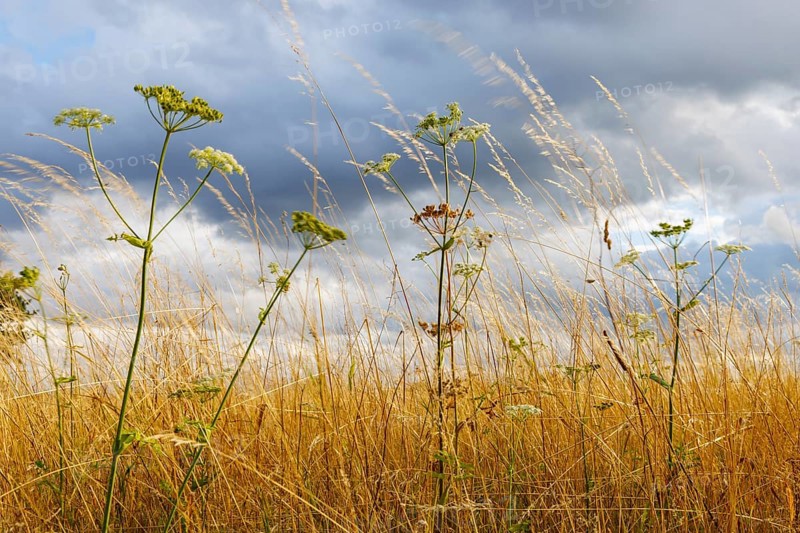 Wild carrot