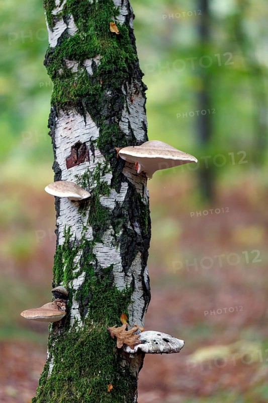 Tree sponges on a birch tree