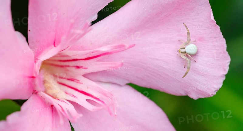 Goldenrod crab spider