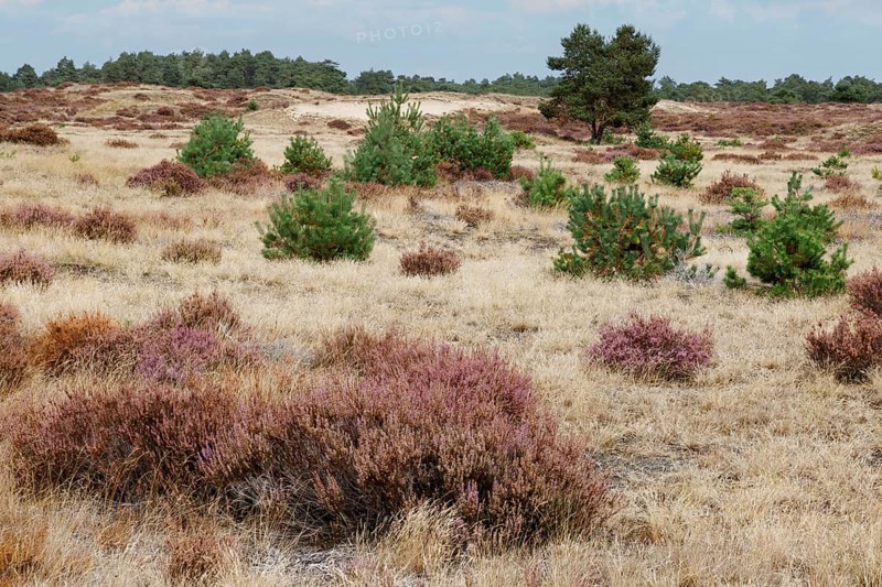 Heath blossom in the Hoge Veluwe National Park
