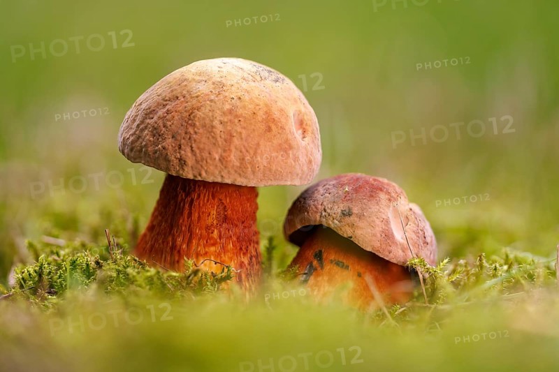 Lurid bolete