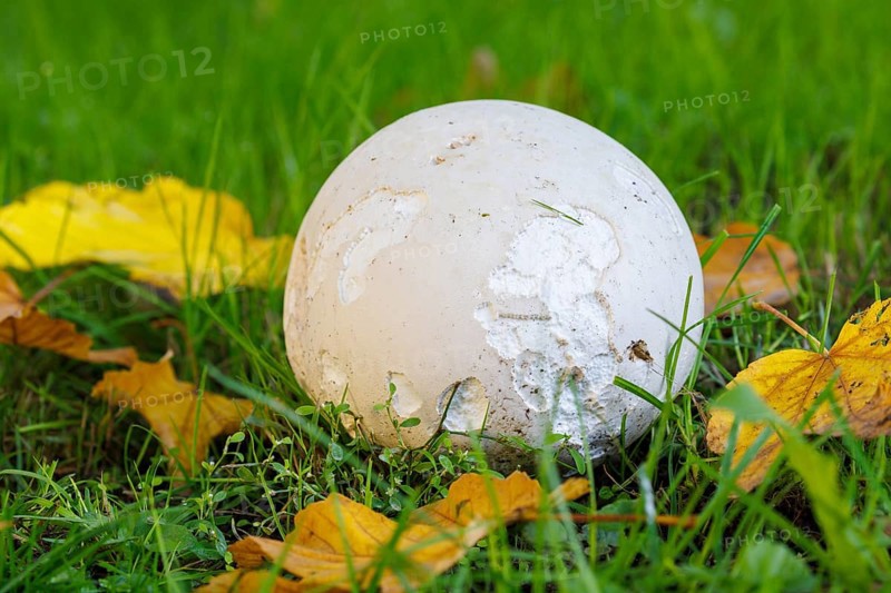 Giant puffball