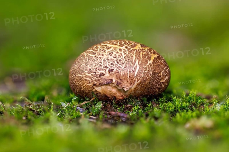 Earthball