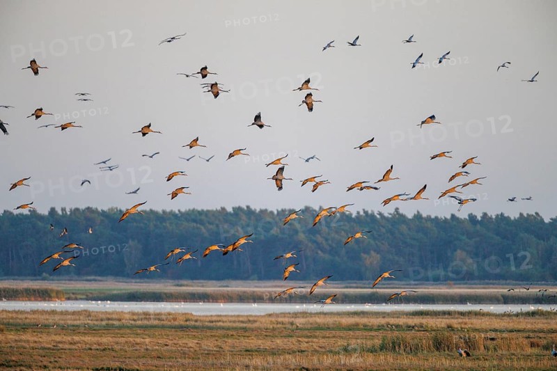 Common crane
