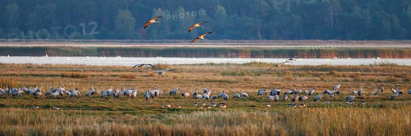Common crane