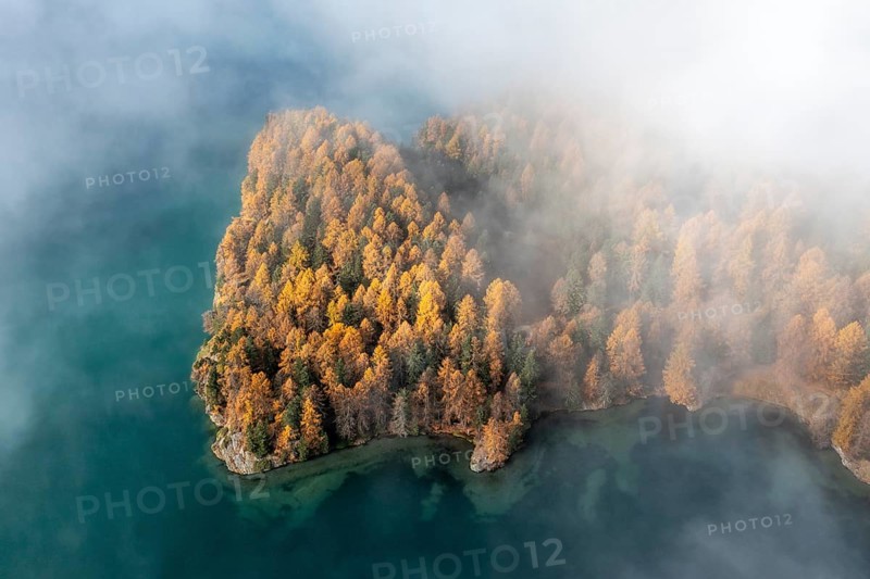 Island in Lake Sils with colourful larches and fog in autumn
