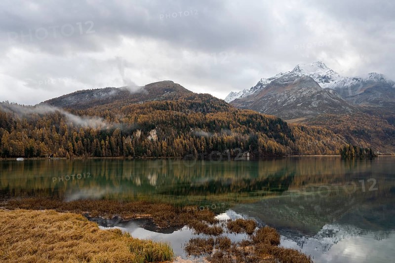 Lake Sils with colourful larches in autumn