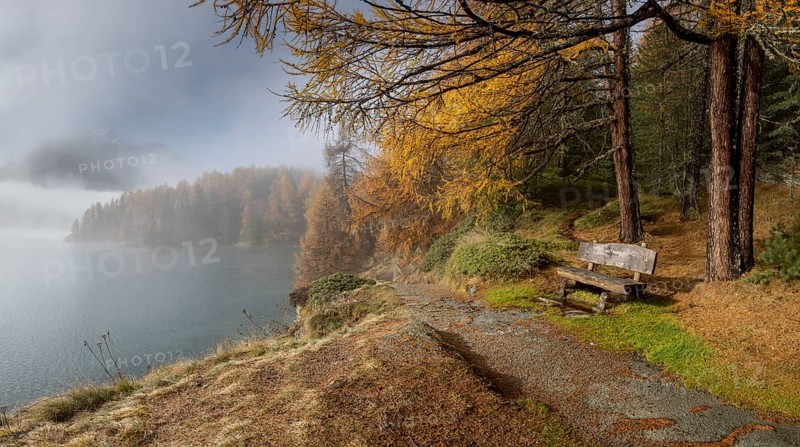 Lake Sils with colourful larches and fog in autumn