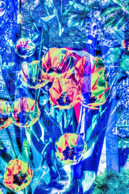 Flowers creative