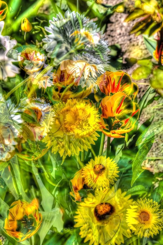 Flowers creative