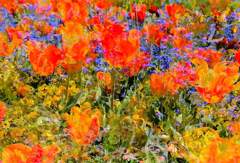 Flowers creative