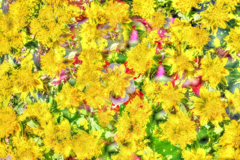 Flowers creative