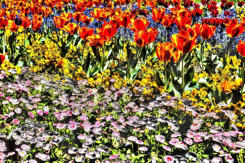 Creative flowers
