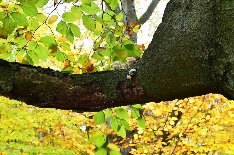 Old beech in the Hutewald Halloh near Alberthausen