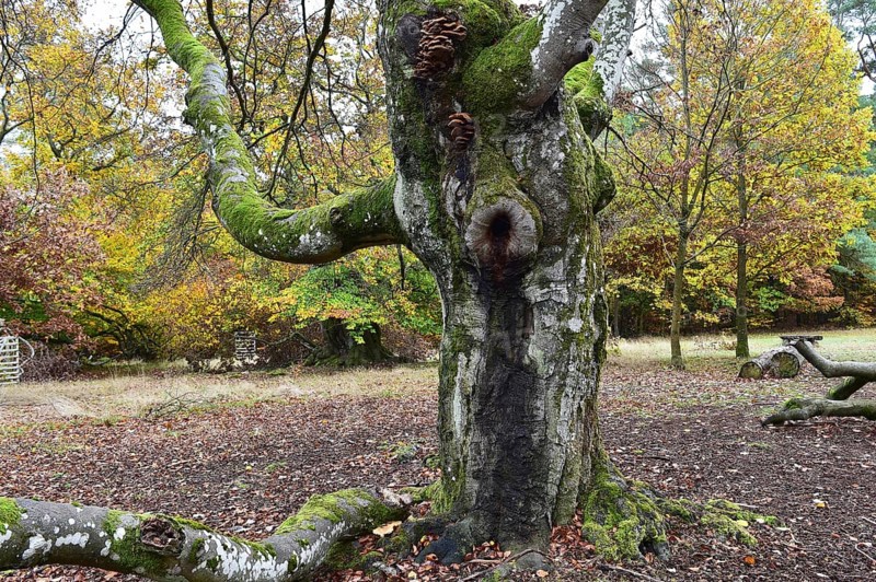 Old beech in the Hutewald Halloh near Alberthausen