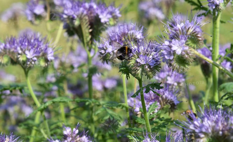 Bumblebees