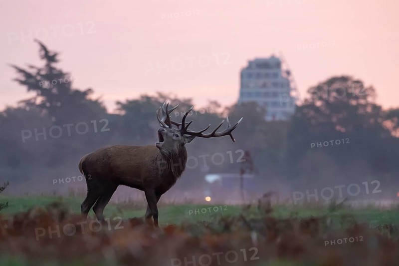 Red deer