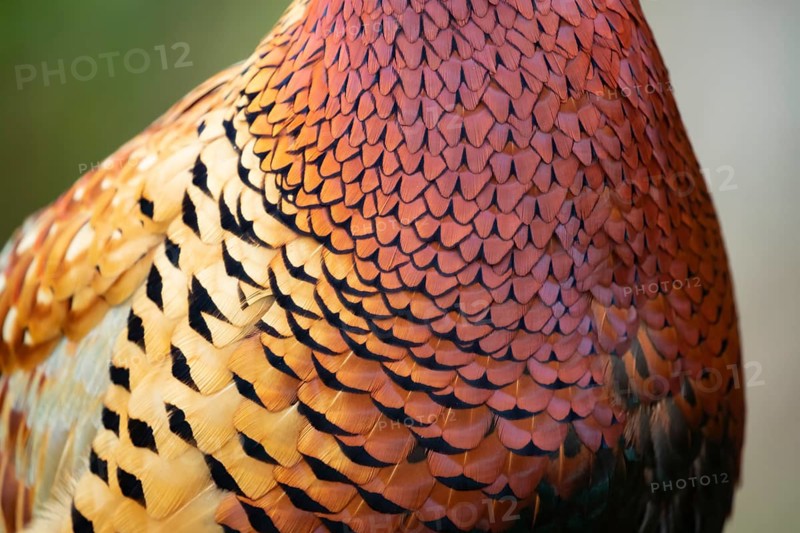 Common or Ring-necked pheasant