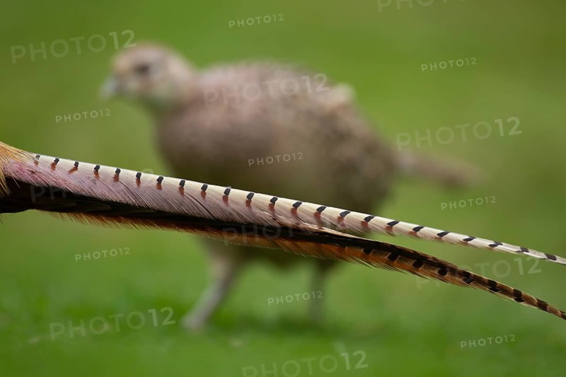 Common or Ring-necked pheasant