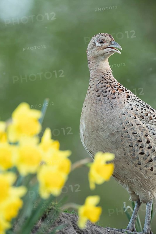 Common or Ring-necked pheasant