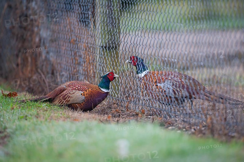 Common or Ring-necked pheasant