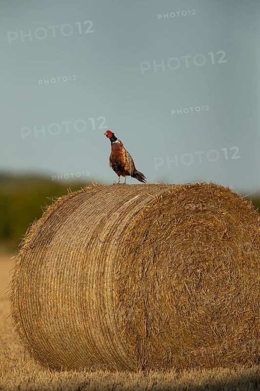 Common or Ring-necked pheasant