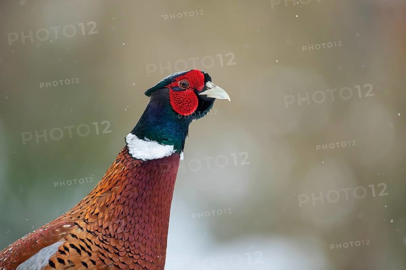 Common or Ring-necked pheasant