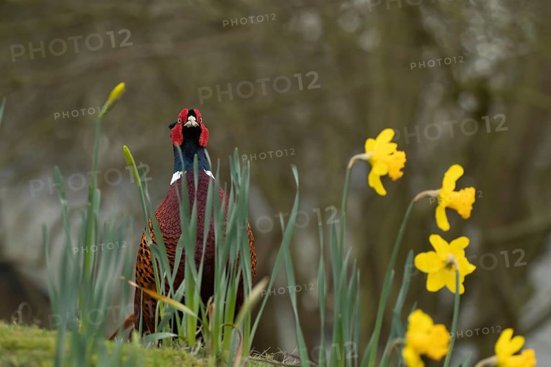 Common or Ring-necked pheasant