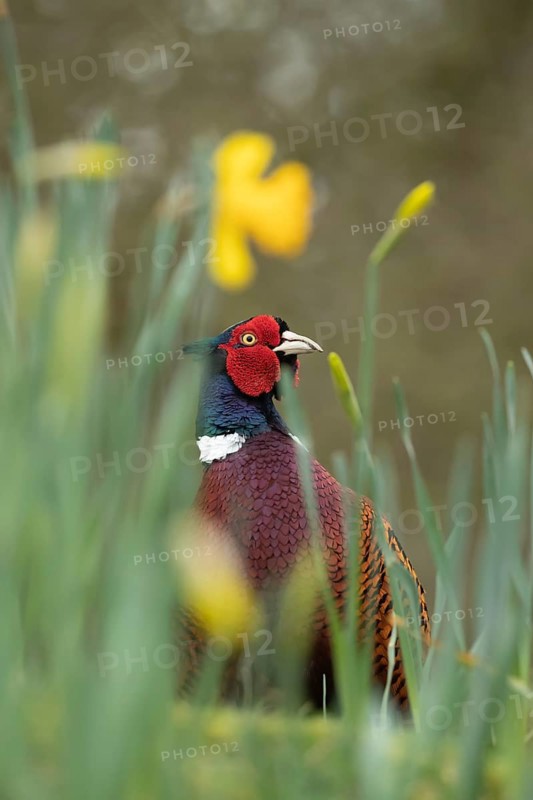 Common or Ring-necked pheasant