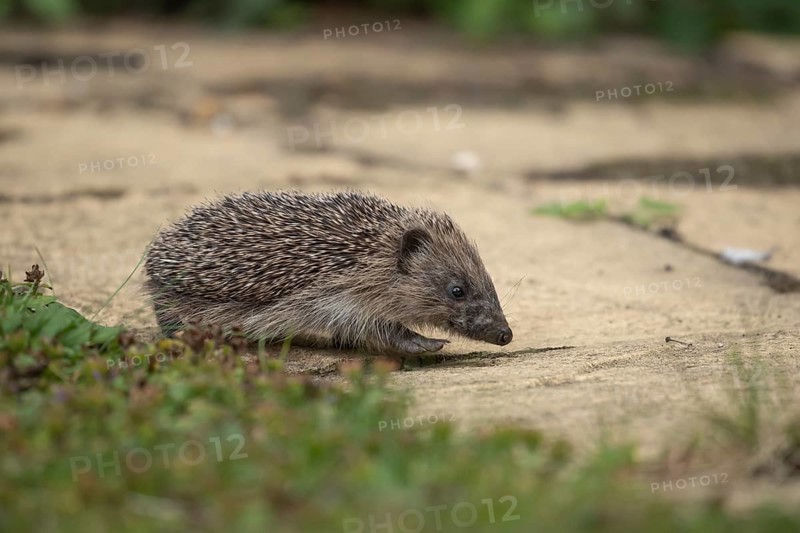 European hedgehog