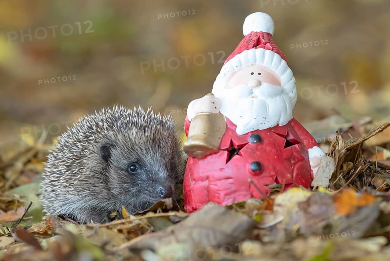 European hedgehog