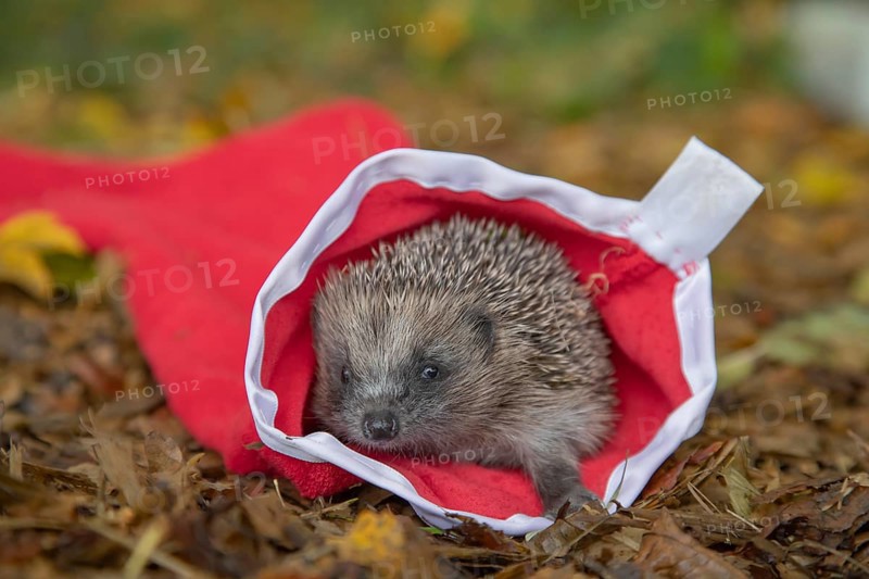 European hedgehog