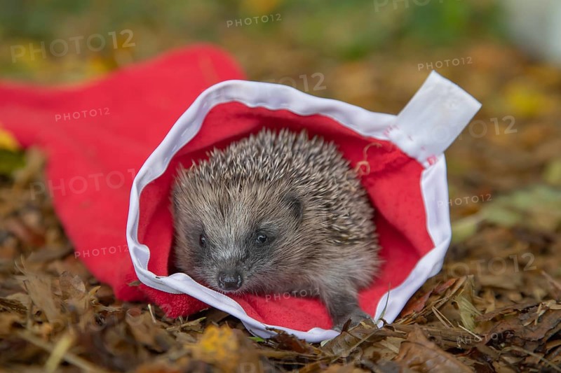 European hedgehog