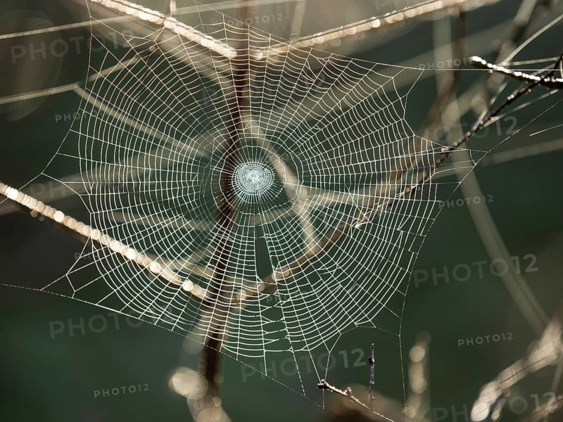 Spider's web against the light