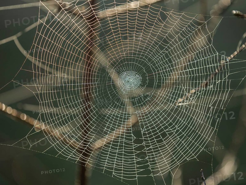 Spider's web against the light