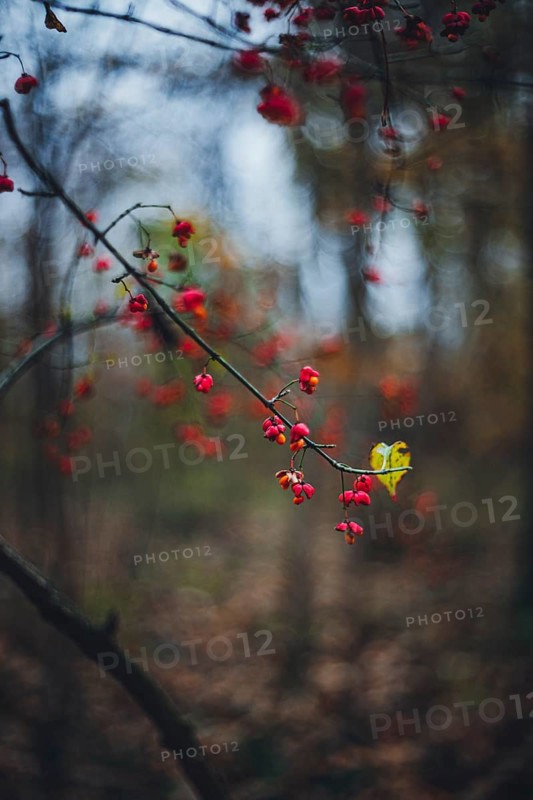 European spindle