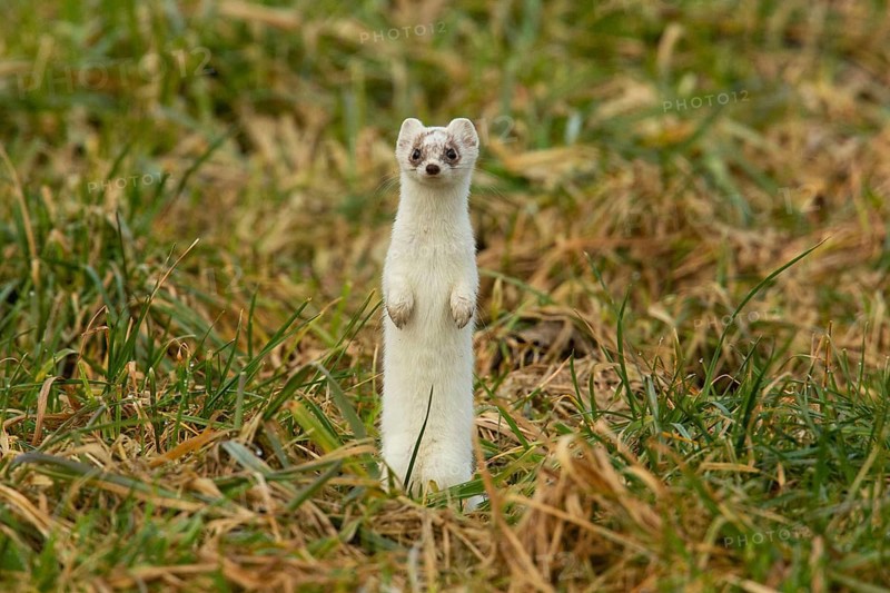 Ermine in white winter coat standing in meadow looking from the front