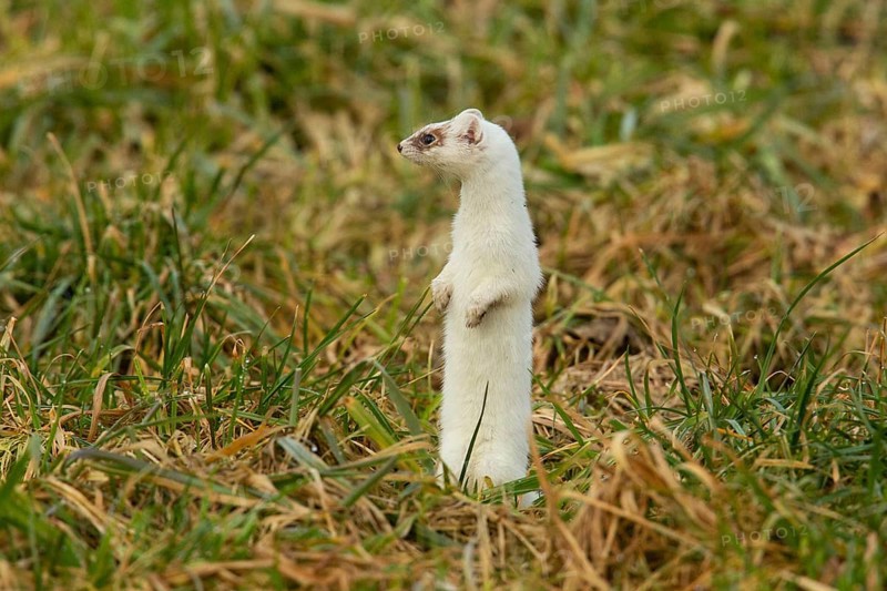 Ermine in white winter coat standing in meadow looking from front left