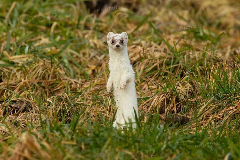 Ermine in white winter coat standing in meadow looking from the front
